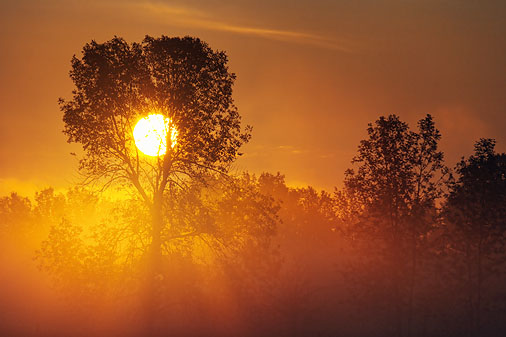Tree In Misty Sunrise 20110810