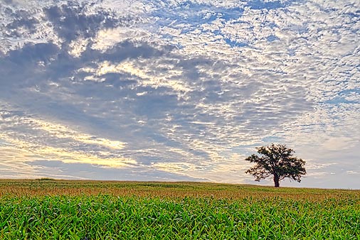 Lone Tree 20110813