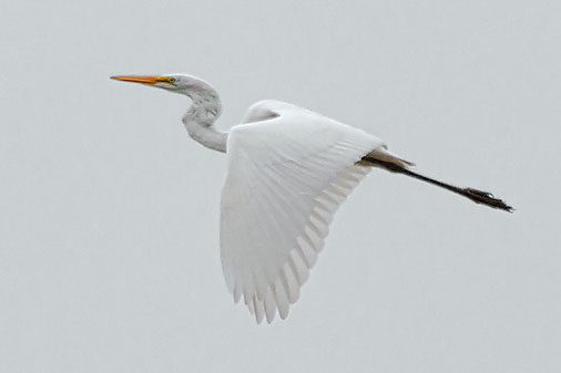 Egret In Flight 25886