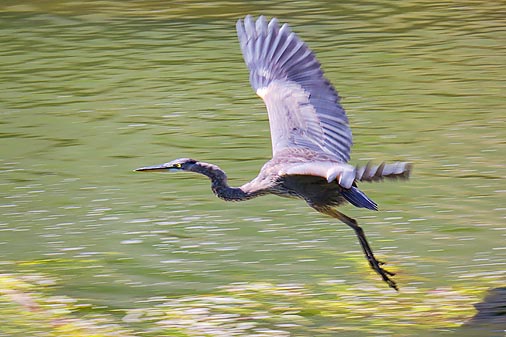 Heron In Flight 20110909