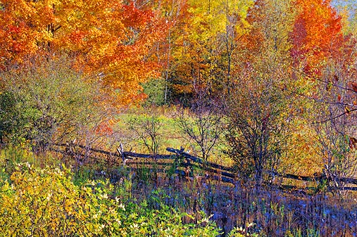 Autumn Scene 16790-1