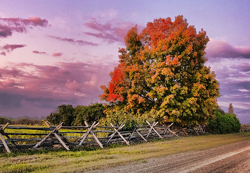 Autumn Tree At Sunrise 16976-8