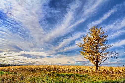 Cornfield Tree 20111001
