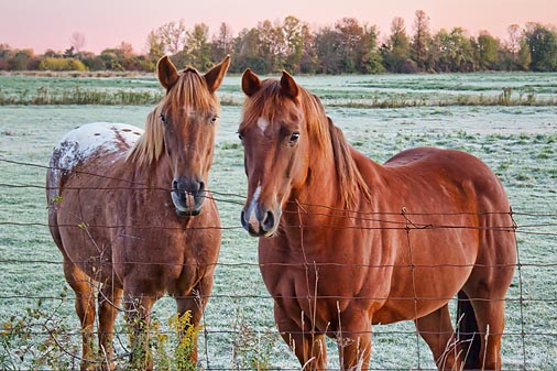 Two Friendly Horses 20111006