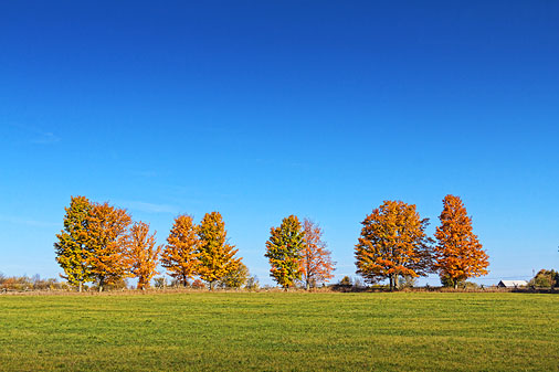 Autumn Tree Line 17850