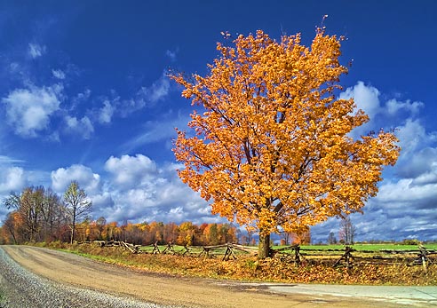 Autumn Tree 20111014