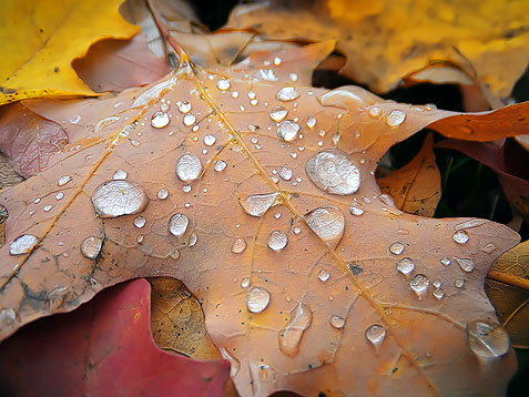 Autumn Raindrops DSCF02566