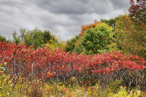 Autumn Sumac 16563