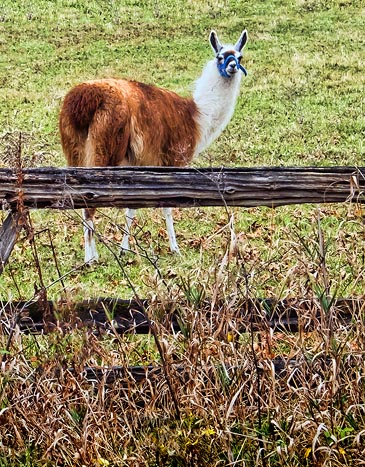 Llama DSCF02606