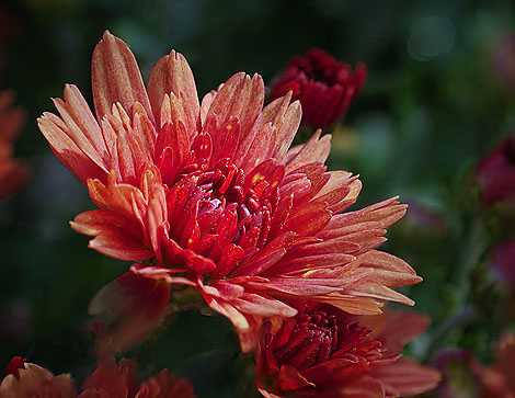 Red Flower Closeup 25974-85