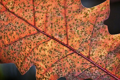 Autumn Leaf 26071
