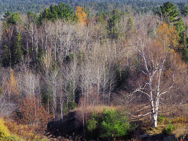 Canadian Shield Scene DSCF03022