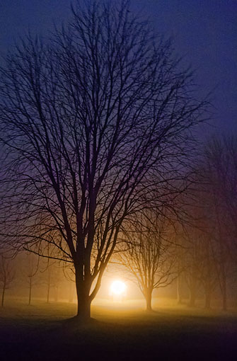 Foggy Lockstation Trees 20111214