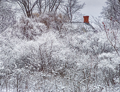 Snow-Covered Thicket DSCF03685