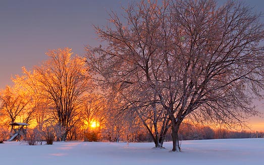 Iced Trees At Sunrise 21203-4