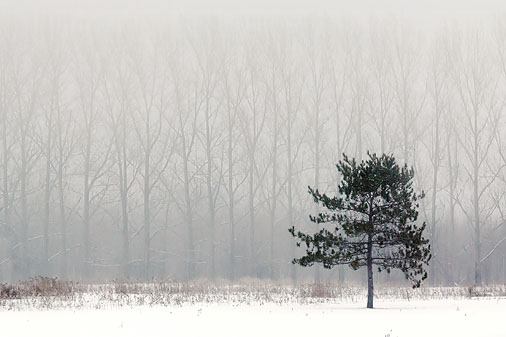 Pine Against Poplars 20120222