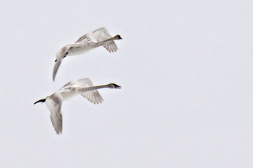 Swans In Flight 20120302