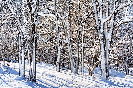 Snowy Trees 20130102