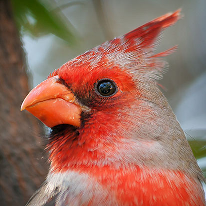 Cardinalis Hybrid Closeup 86979