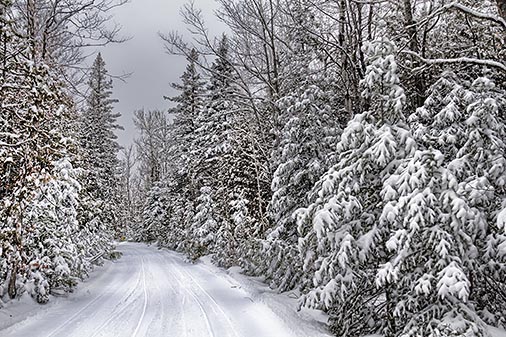 Marlborough Forest Snowscape 33226