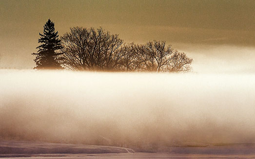 Trees Above Fog 33597