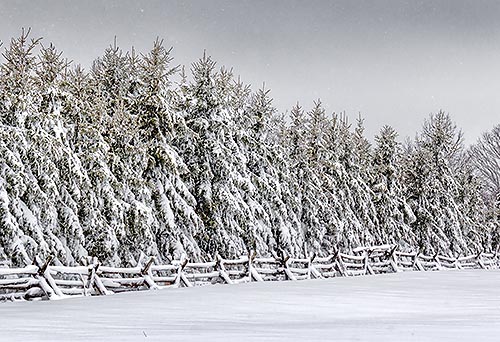 Snowy Fence & Pines 33913