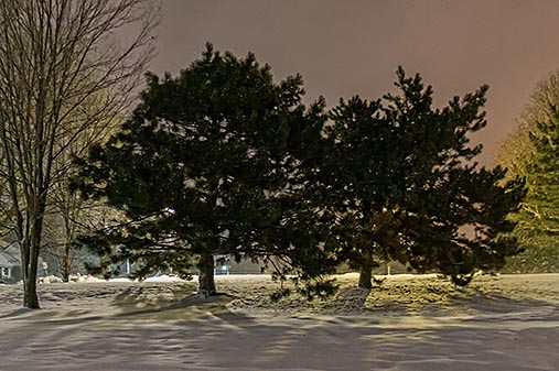 Pines At Night 34210-2