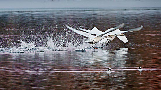 Swans Taking Flight 28726