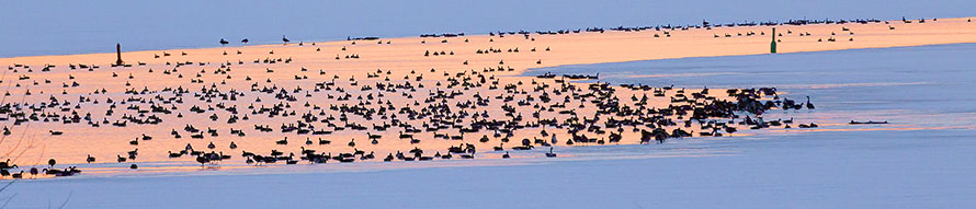 Geese On The Canal At Sunrise 28711
