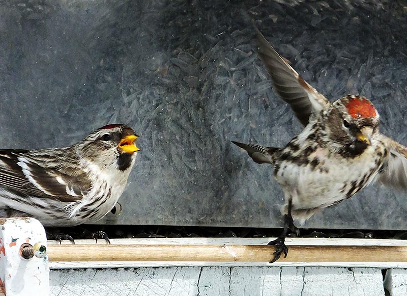 Two Redpolls DSCF00022