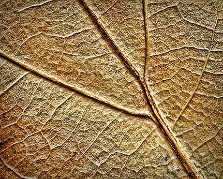 Oak Leaf Closeup DSCF00344