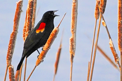 Bird On A Cattail 20130411