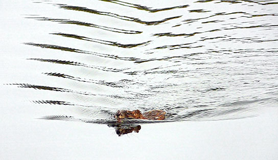 Muskrat In The Canal DSCF00445