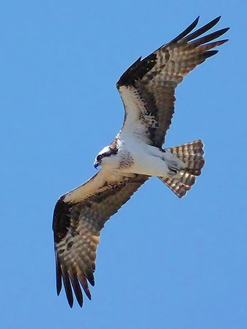 Osprey In Flight DSCF00569