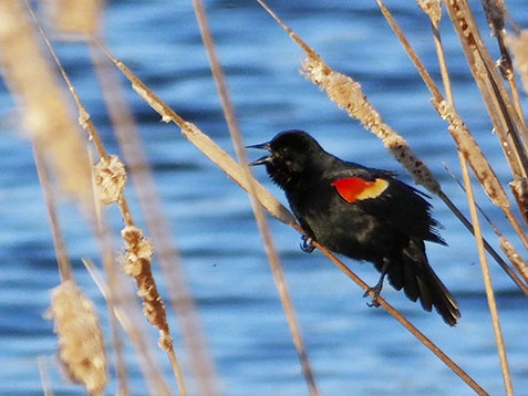 Red-winged Blackbird DSCF00616