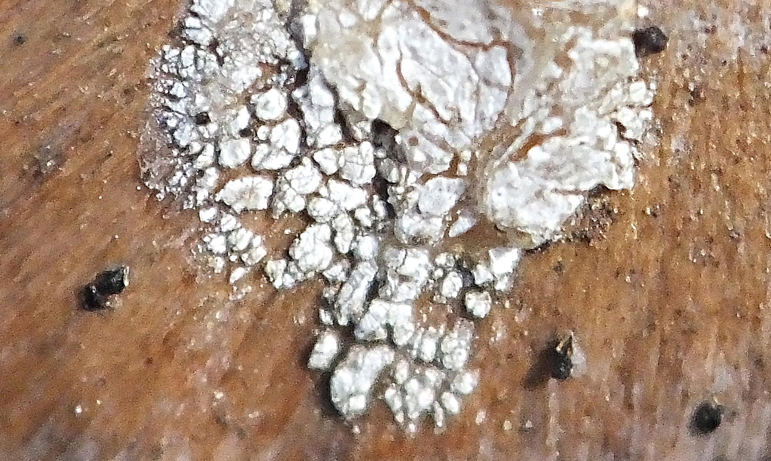 Pinecone Scale Closeup (Crop) DSCF00594