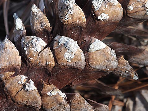 Pinecone Scales DSCF00593