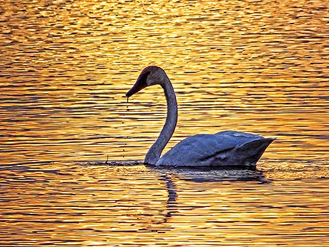 Sunset Swan 20130417