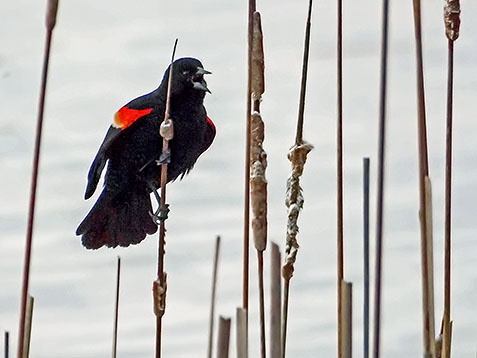 Red-winged Blackbird DSCF00745