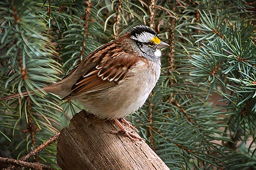 Sparrow On A Log 20130426