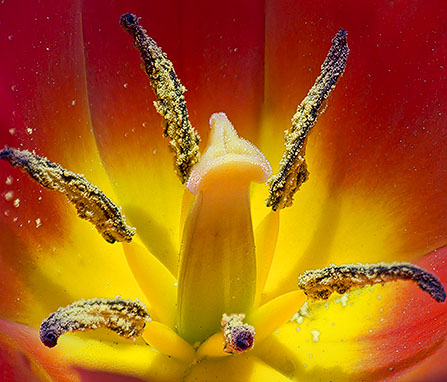 Tulip Interior DSCF01671-2
