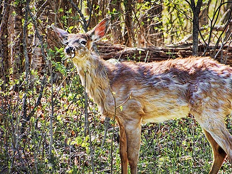 Young Deer DSCF01848