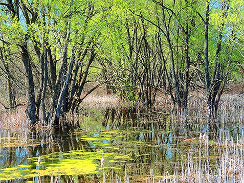 Spring Swamp DSCF01860