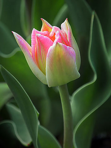 Our First Tulip DSCF01918