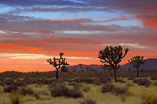 Joshua Trees At Sunset 25225