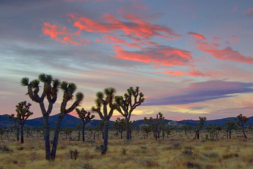 Joshua Trees At Sunrise 25634