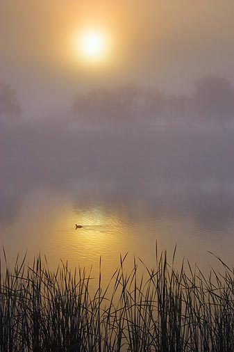 Pond In Foggy Sunrise  20061124