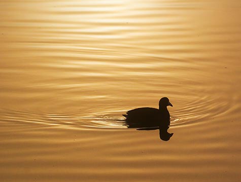 Coot At Sunrise 44419