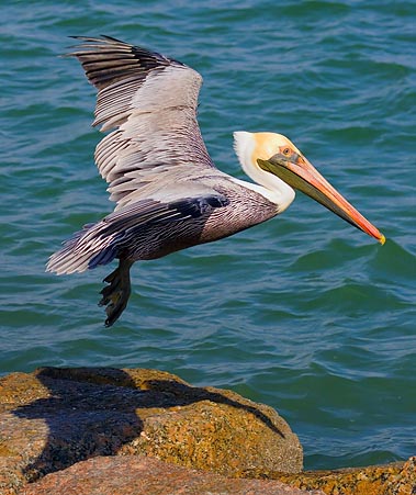 Pelican & Shadow 44950