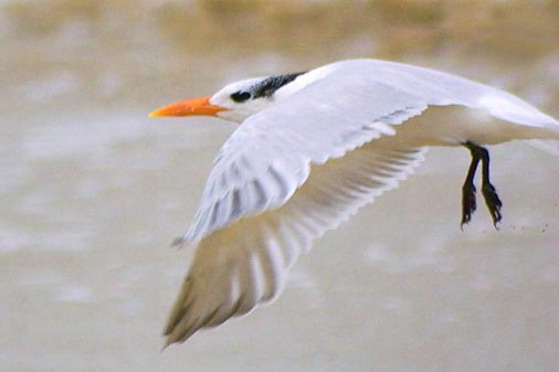 Royal Tern In Flight 45654B